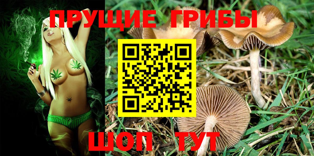 Галлюциногенные грибы Psilocybe Воткинск